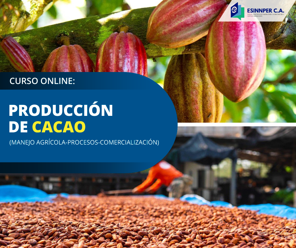 CURSO-Cacao.png
