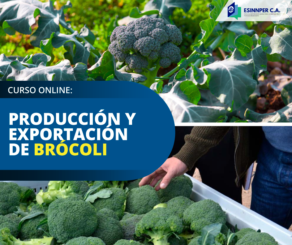 CURSO-Brócoli.png