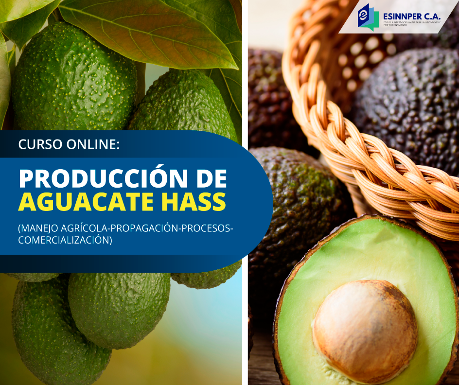 CURSO-Mayo-Aguacate.png